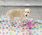 Small #5 Schnoodle (Miniature)