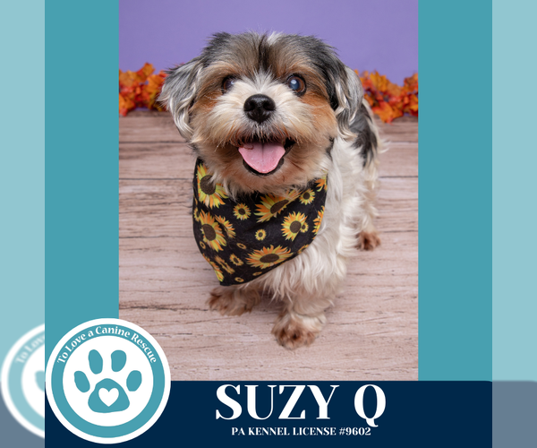 Medium Photo #1 Shih Tzu-Unknown Mix Puppy For Sale in Kimberton, PA, USA