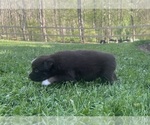 Small #4 Australian Shepherd