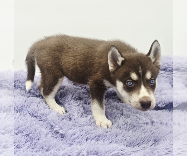 Medium Photo #3 Siberian Husky Puppy For Sale in SANDY HOOK, KY, USA