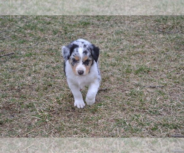 Medium Photo #12 Australian Shepherd Puppy For Sale in DIXON, MO, USA