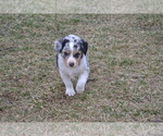 Small Photo #12 Australian Shepherd Puppy For Sale in DIXON, MO, USA