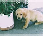 Puppy Dark Green Labrador Retriever
