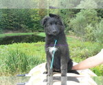 Small #5 German Shepherd Dog