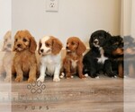 Small #1 Cavalier King Charles Spaniel-Goldendoodle Mix