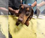 Small Photo #5 Dachshund-Unknown Mix Puppy For Sale in Woodbury, NY, USA