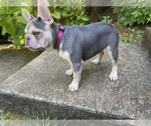 French Bulldog Puppy for sale in CHARLOTTE, NC, USA