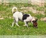 Small Photo #1 Rat Terrier Puppy For Sale in DORA, MO, USA