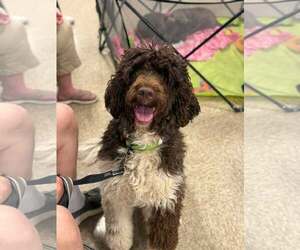 Colonial Cocker Spaniel-Unknown Mix Dogs for adoption in Fenton, MO, USA