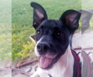Labrador Retriever-Rat Terrier Mix Dogs for adoption in FORNEY, TX, USA