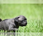 Small #3 Pug