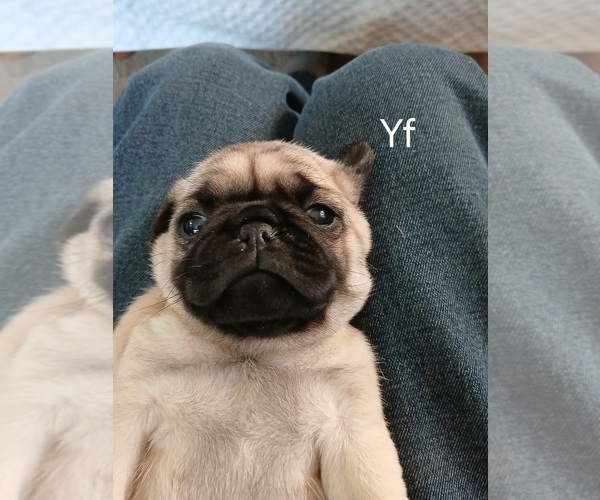 Medium Photo #2 Pug Puppy For Sale in EDGAR, WI, USA