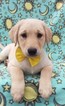 Small Photo #6 Labrador Retriever Puppy For Sale in EDEN, PA, USA