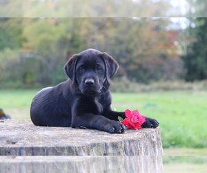 Labrador Retriever Puppy for sale in HYDE PARK, VT, USA