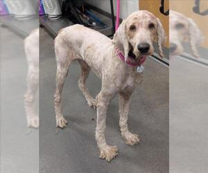 Poodle (Standard)-Unknown Mix Dogs for adoption in Forestville, MD, USA