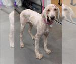 Small Poodle (Standard) Mix