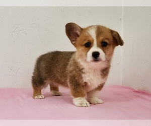 Pembroke Welsh Corgi Puppy for sale in CLARK, MO, USA