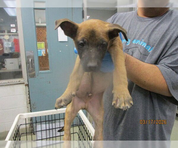 Medium Photo #1 German Shepherd Dog-Unknown Mix Puppy For Sale in Oklahoma City, OK, USA