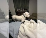Small Photo #4 Welsh Corgi-Wheaten Terrier Mix Puppy For Sale in Dallas, TX, USA
