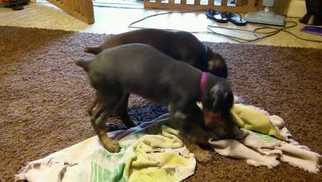 Doberman Pinscher Puppy for sale in ROCKWELL, NC, USA