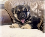 Small Photo #22 German Shepherd Dog Puppy For Sale in BRIGHTON, CO, USA