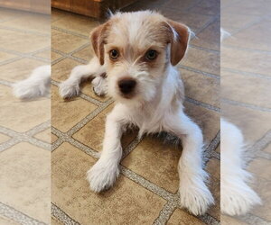 Border Terrier-Unknown Mix Dogs for adoption in Lakewood, CO, USA