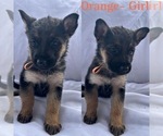 Small Photo #7 German Shepherd Dog Puppy For Sale in KINGWOOD, TX, USA