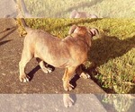 Small #13 Olde English Bulldogge