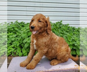 Goldendoodle Puppy for sale in LEOLA, PA, USA