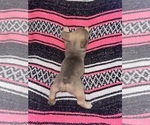 Small #2 French Bulldog