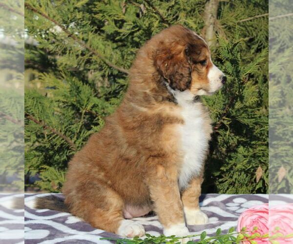 Medium Photo #4 Bernedoodle-Poodle (Standard) Mix Puppy For Sale in NARVON, PA, USA