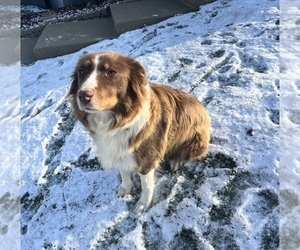 Mother of the Australian Shepherd puppies born on 10/28/2022