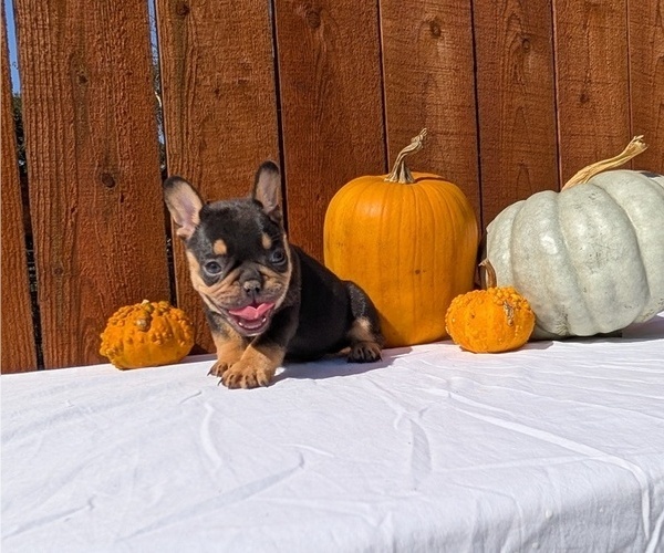 Medium Photo #12 French Bulldog Puppy For Sale in GOSHEN, IN, USA