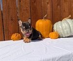 Small #11 French Bulldog