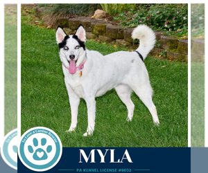 Siberian Husky Dogs for adoption in Kimberton, PA, USA