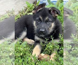 German Shepherd Dog Puppy for sale in GERMANTOWN, OH, USA