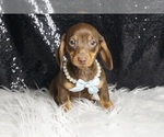 Small #1 Dachshund