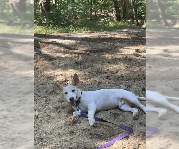 Medium Photo #4 Mutt Puppy For Sale in pomfret, CT, USA