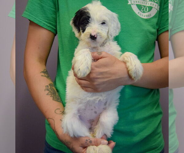 Medium Photo #3 Spaniel-Unknown Mix Puppy For Sale in Huntley, IL, USA