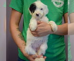 Small #2 Spaniel Mix