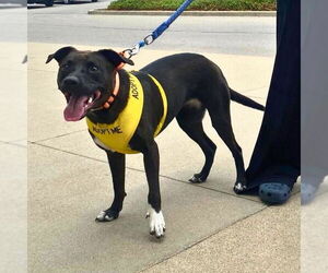 Border Collie-Unknown Mix Dogs for adoption in White Bluff, TN, USA