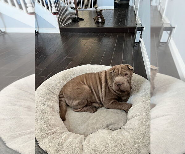 Medium Photo #1 Chinese Shar-Pei Puppy For Sale in Dana Point, CA, USA