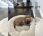 Small Chinese Shar-Pei