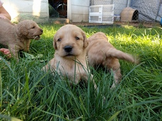 Goldendoodle (Miniature) Puppy for sale in ABINGTON, PA, USA
