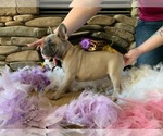 Small Photo #13 French Bulldog Puppy For Sale in PASO ROBLES, CA, USA