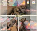 Puppy Figgy Great Dane