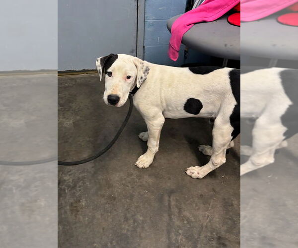 Medium Photo #1 American Pit Bull Terrier-Labrador Retriever Mix Puppy For Sale in Evansville, IN, USA