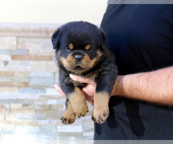 Medium Photo #5 Rottweiler Puppy For Sale in LA TUNA CANYON, CA, USA