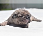 Small #2 Pug