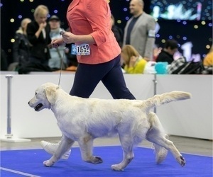 Mother of the English Cream Golden Retriever puppies born on 10/28/2022